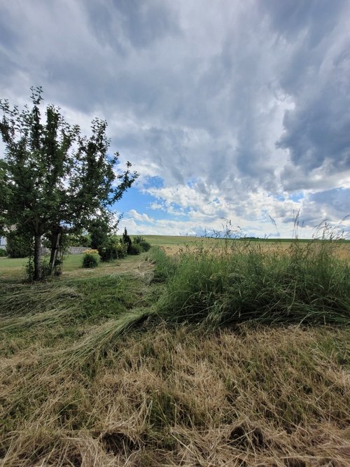 Dekoratives Bild: Sommerliches Feld unter leicht bewölktem Himmel